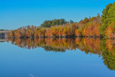 Ağaçlardaki güzel renkli yaprakların yansıması. Küçük Ocmulgee Nehri boyunca, McRae, Georgia.