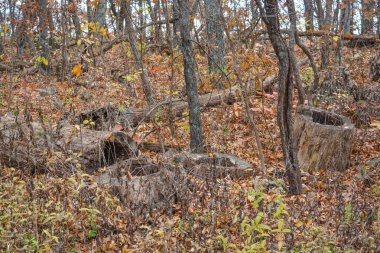 Düşen yapraklar ve diğer döküntüler orman zemininde. Virginia 'nın Blue Ridge Dağlarındaki Shenandoah Milli Parkı' nda