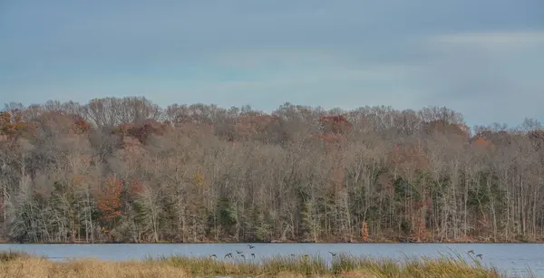 Der Waldblick Vom Pinchot Lake Gifford Pinchot State Park Lewisberry — Stockfoto