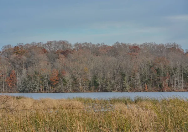 Widok Lasu Jeziora Pinchot Gifford Pinchot State Park Lewisberry York — Zdjęcie stockowe