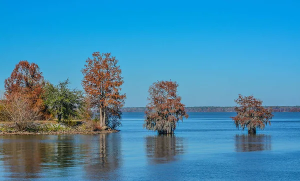 Ciprusfák Spanyol Mohával Marion Tónál Santee State Park Santee Orangeburg — Stock Fotó