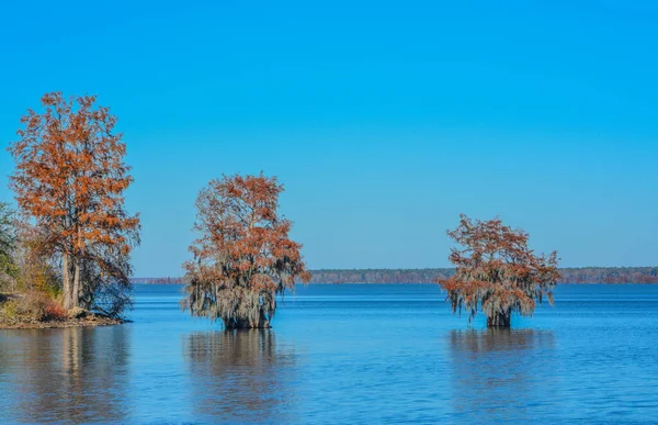 Drzewa Cyprysowe Rosnącym Nich Hiszpańskim Mossem Jezioro Marion Santee State Zdjęcia Stockowe bez tantiem