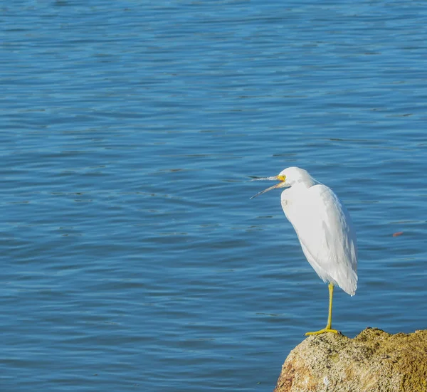 Great White Heron Palm Coast Flagler County Florida — 图库照片