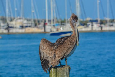 Kahverengi bir Pelikan, Pelecanus Occidentalis, Fort Pierce, Florida