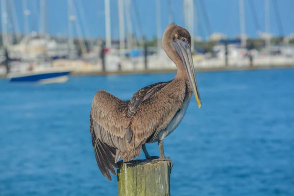 Brown Pelican Pelecanus Occidentalis Fort Pierce Florida — Stock Photo, Image