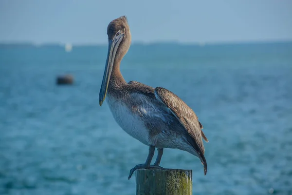 stock image A Brown Pelican, Pelecanus Occidentalis, at Fort Pierce, Florida