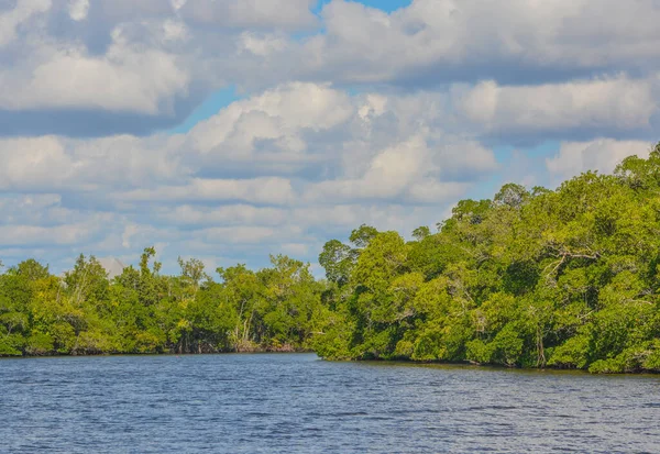 Manguezais Barron River Everglades City Collier County Flórida — Fotografia de Stock