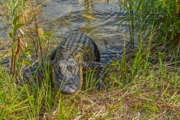 Questo Alligatore Americano Burns Lake Campground Big Cypress National Preserve — Foto Stock