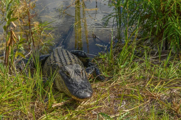 Questo Alligatore Americano Burns Lake Campground Big Cypress National Preserve — Foto Stock