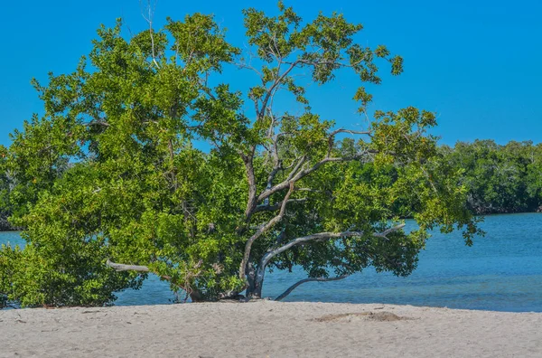 Mangroves Florida Keys Sombrero Beach Marathon Florida — Φωτογραφία Αρχείου