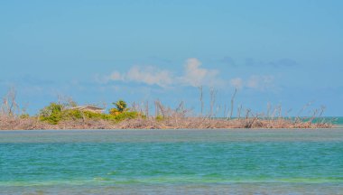 Bir kasırga bu küçük adadaki mangrovları yok etti. Bahia Honda Key yakınlarında Monroe County, Florida 'da.