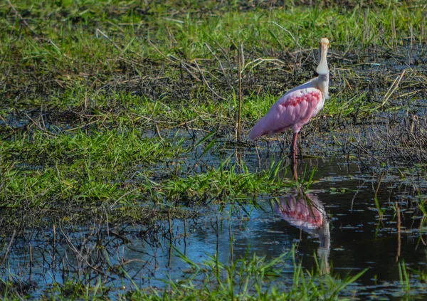 Bright Pink Feathers Roseate Spoonbill Myakka River State Park Sarasota — 图库照片