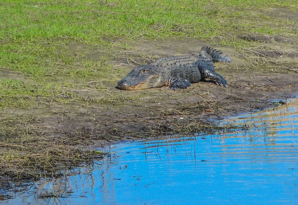 Парке Реки Мякка Американские Аллигаторы Крупная Водная Рептилия Сарасоте Округ — стоковое фото