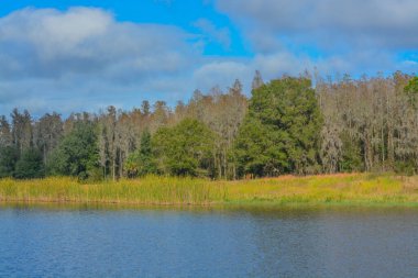 The shoreline of Mac Lake in Colt Creek State Park, Lakeland, Polk County, Florida clipart