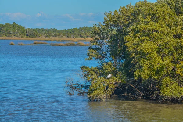 Cedar Key Ulusal Vahşi Yaşam Sığınağı Ndaki Mangrovlar Cedar Key — Stok fotoğraf
