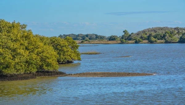 Mangroves Cedar Key National Wildlife Refuge Cedar Key Levy County Jogdíjmentes Stock Képek