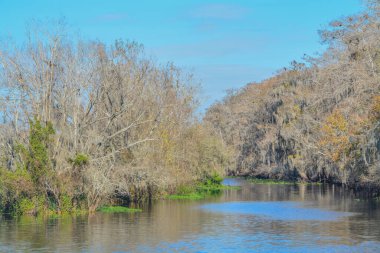 Manatee Springs ve Suwannee Nehri manzarası. Manatee Springs Eyalet Parkı Chiefland, Florida 'da.