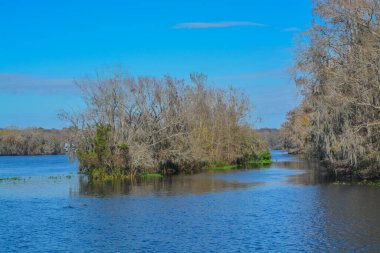 Manatee Springs ve Suwannee Nehri manzarası. Manatee Springs Eyalet Parkı Chiefland, Florida 'da.