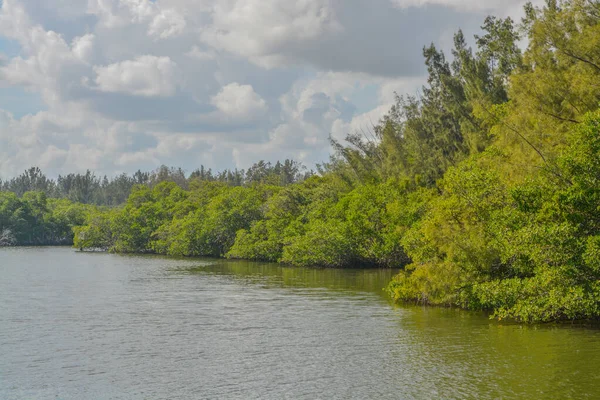 Mangroves Island Riverside Park Indian River Vero Beach Indian River — Stock Fotó