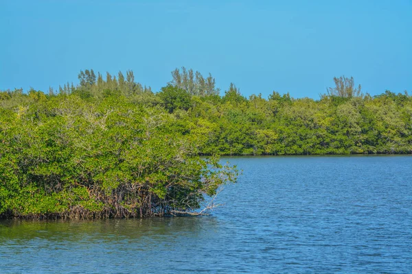 Mangroves Island Riverside Park Indian River Vero Beach Indian River — Stock Photo, Image
