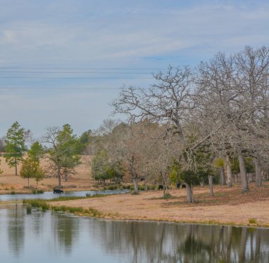 Otlakta otlayan sığırlar Austonio, Houston County, Teksas 'taki göletten su içiyorlar. 