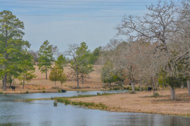 Otlakta otlayan sığırlar Austonio, Houston County, Teksas 'taki göletten su içiyorlar. 