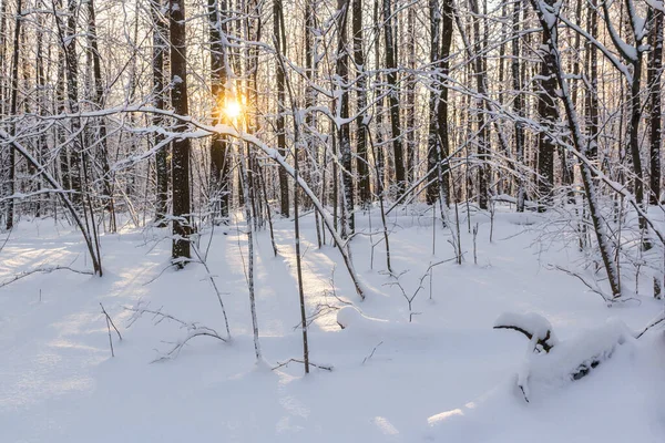 Снежный Лес После Снегопада Освещенный Солнцем Стоковая Картинка