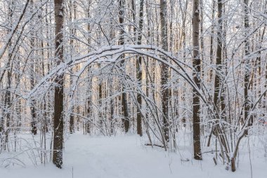 Karların altındaki ağaçlar kış ormanlarında bükülür.