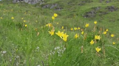 Altai, daylily flowers sway in the wind on a mountain slope on a warm windy summer day 