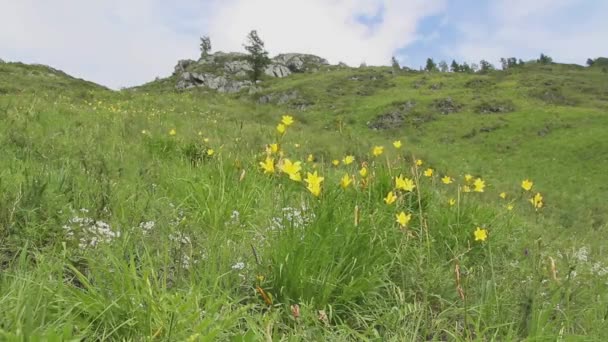 Altai Daylily Flowers Sway Wind Mountain Slope Warm Windy Summer — Stock videók