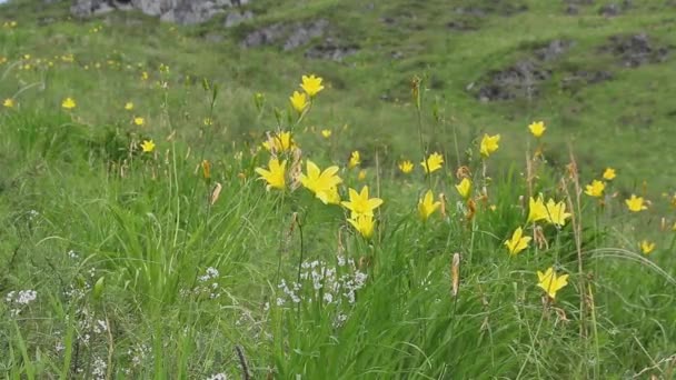 Altai Daylily Flowers Sway Wind Mountain Slope Warm Windy Summer — Vídeo de Stock