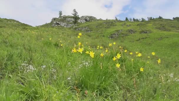 Altai Daylily Flowers Sway Wind Mountain Slope Warm Windy Summer — Stok video