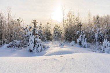 Morning sun over a young coniferous forest in winter day