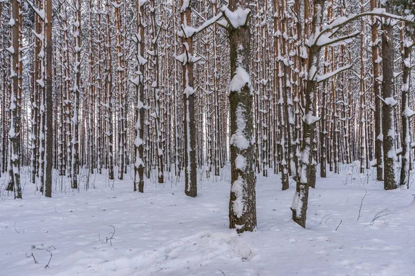 Rhythm Pine Trunks Winter Day Стоковое Фото