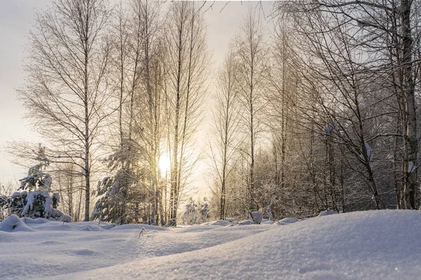 Зимний Лес Солнечном Свете Морозе Лицензионные Стоковые Изображения