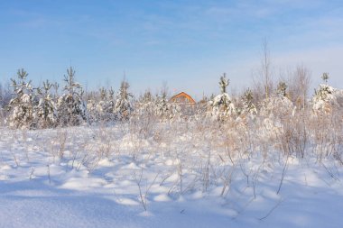 Karla kaplı çalılıklar ve kışın arka planda bir ev.