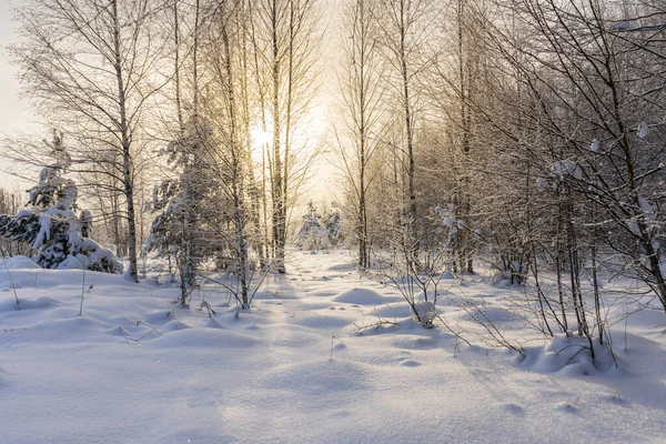 Закат Через Молодой Лес Зимний День — стоковое фото