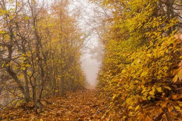 Tunel Jesiennych Liści Drzew Mgle — Zdjęcie stockowe