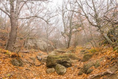 Demerdzhi 'deki sonbahar ormanındaki sislerin içindeki taş boyunca uzanan yol.