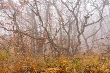 Sonbahar sisli ağaç gövdeleri ağı