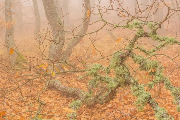 Ветви Мху Старого Дерева Над Тропой Тумане Осенью Стоковая Картинка