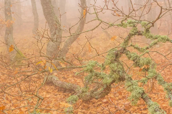 Rami Nel Muschio Vecchio Albero Sentiero Nella Nebbia Autunno Fotografia Stock