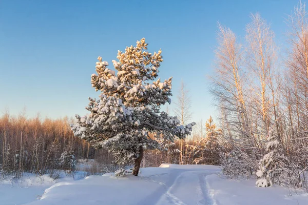Сосна Заснеженная Дорога Лес Зимой Стоковое Изображение