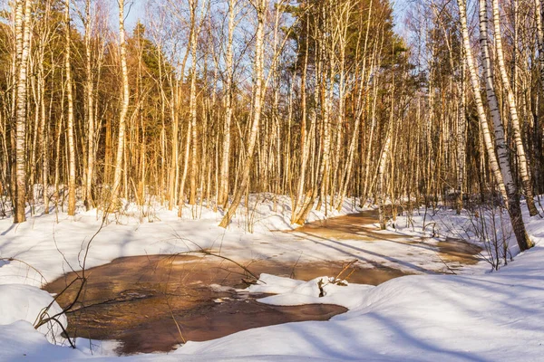 Remendo Descongelado Com Água Uma Floresta Bétula Dia Ensolarado Primavera — Fotografia de Stock