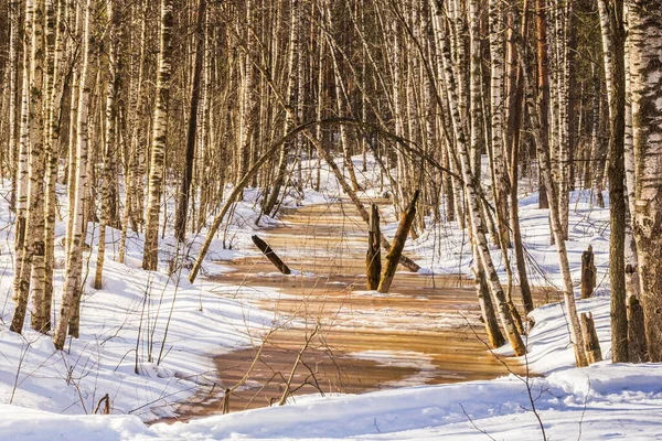 Rivière Birch Grove Par Une Journée Ensoleillée Printemps Images De Stock Libres De Droits