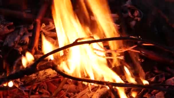Ramo fortemente ardente em um fogo à noite. — Vídeo de Stock