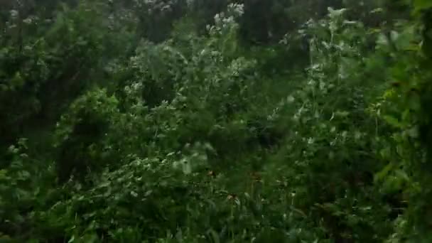 Fuertes arbustos y plantas ondeando en el huerto durante los fuertes vientos y granizo. — Vídeo de stock
