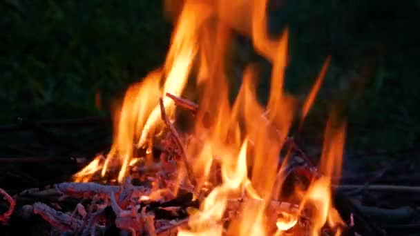 Lägereld av grenar brännskadan på natten i skogen. — Stockvideo