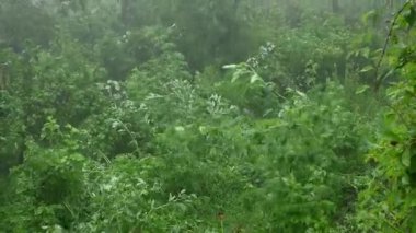 Yazın bahçede yağmurlu güçlü bir rüzgarın penceresinden bak..