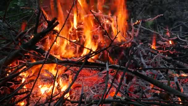 Intensiv brennendes nächtliches Lagerfeuer in Nahaufnahme. — Stockvideo